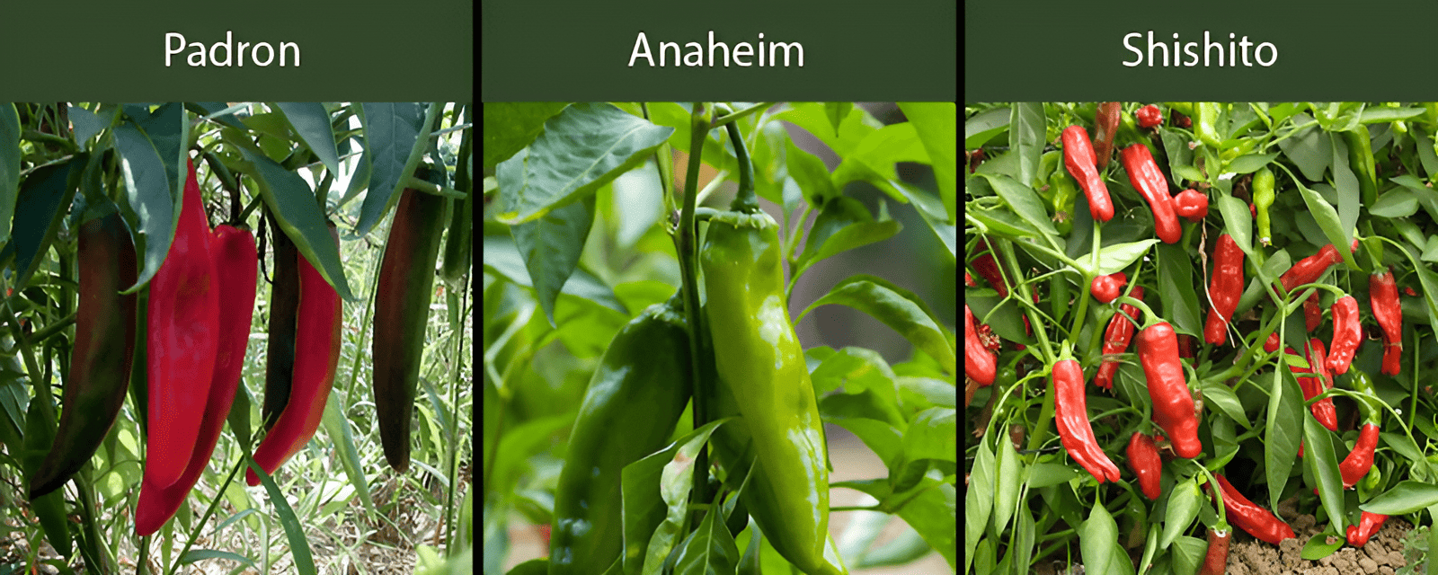 padron peppers anaheim peppers shishito peppers